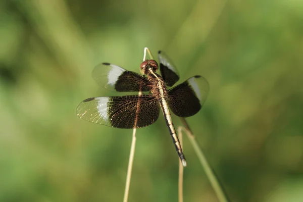 Libélula en los jardines botánicos . — Foto de Stock