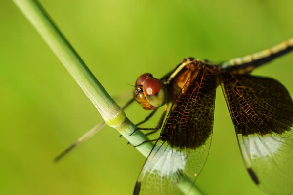 Libellula nei Giardini Botanici . — Foto Stock