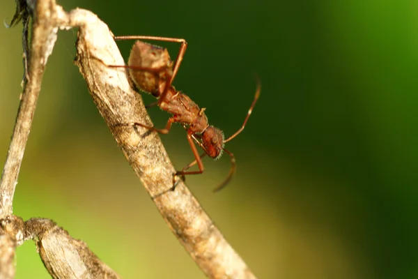 Formiga vermelha andando em um ramo — Fotografia de Stock