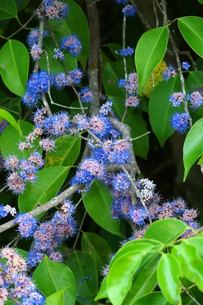 蓝色的野生花卉。(memecylon 少花桂布卢姆) — 图库照片