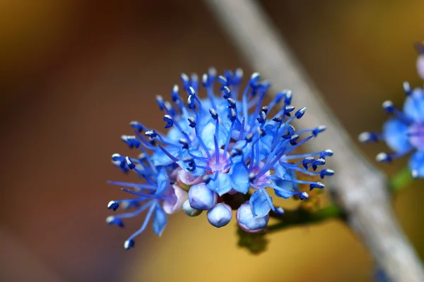 Blaue Wildblumen. (memecylon pauciflorum blume) — Stockfoto