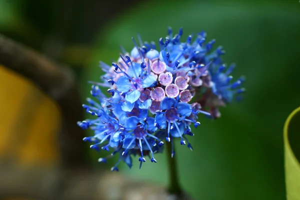 Sinisiä luonnonvaraisia kukkia. (Memecylon pauciflorum Blume ) — kuvapankkivalokuva
