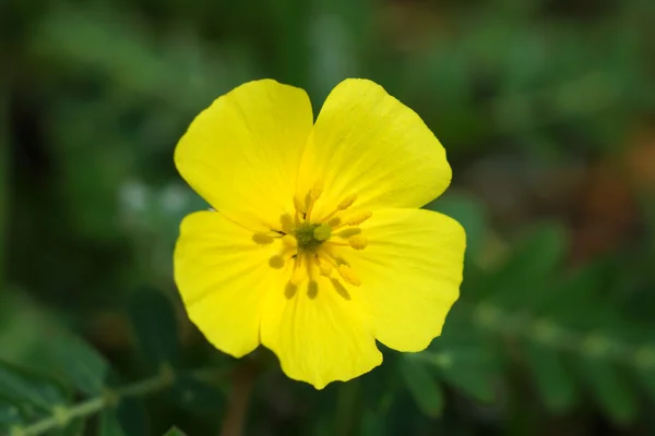 Flores amarillas en la playa. (Tribulus terrestris Linn .) — Foto de Stock