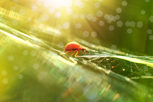 Ladybug sunlight on the field — Stock Photo, Image