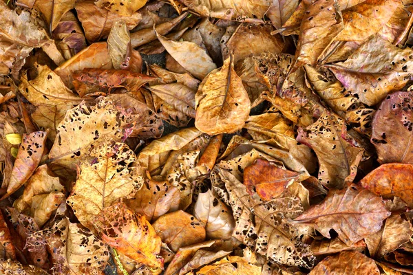 Tropikal badem ölü yaprak. — Stok fotoğraf