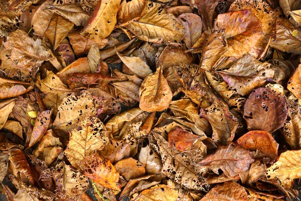 Мертвые листья тропического миндаля . — стоковое фото