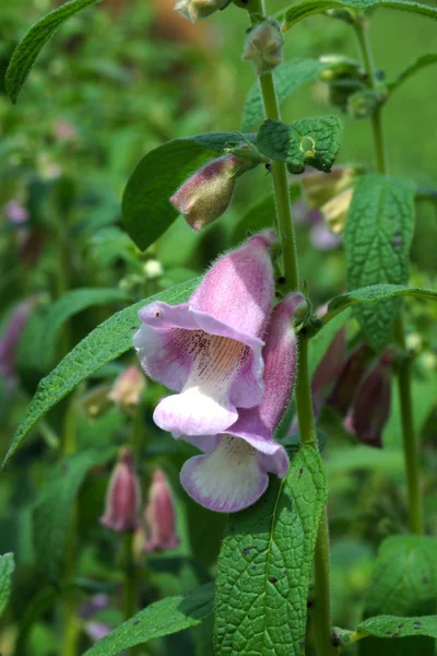 Vilda blommor i havet. — Stockfoto