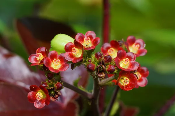 Bellyache Bush flor (Jatropha gossypifolia L .) — Foto de Stock