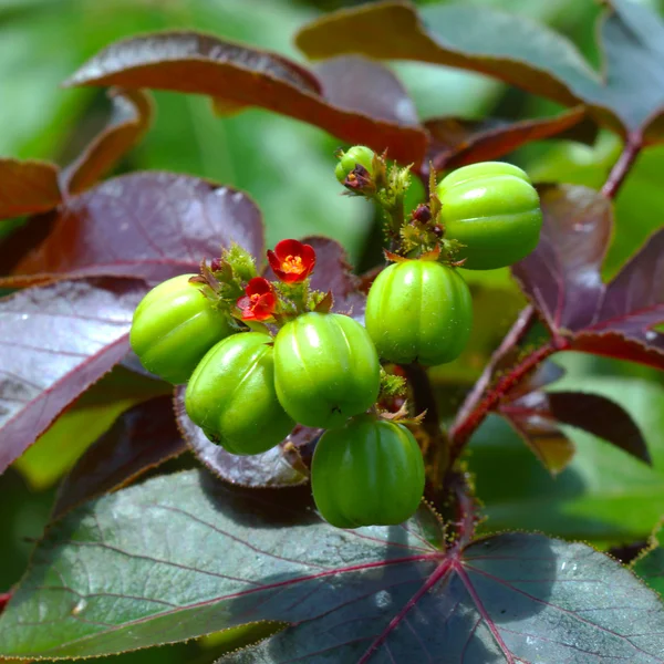 Buschblume (jatropha gossypifolia l).) — Stockfoto