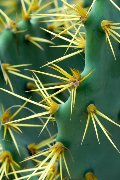 Cactus thorns. — Stock Photo, Image