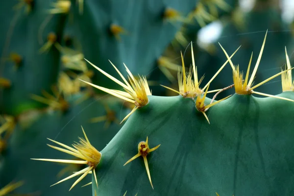 Cactus thorns. — Stock Photo, Image