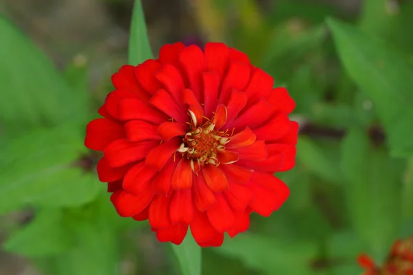 赤い百日草の花。(家族のキク科植物) — ストック写真