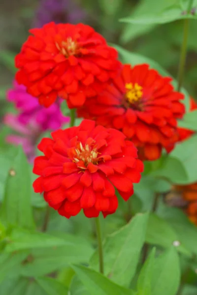 Flores rojas de Zinnia. (familia Compositae ) — Foto de Stock