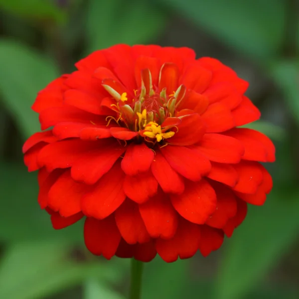 赤い百日草の花。(家族のキク科植物) — ストック写真