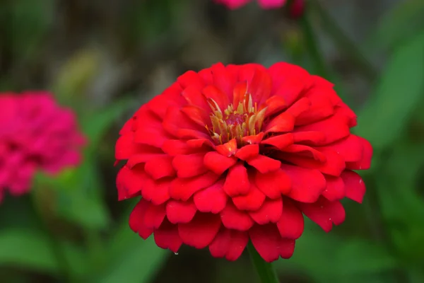 Kırmızı zinnia çiçekler. (aile compositae) — Stok fotoğraf