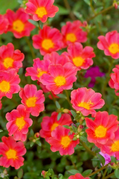 Flores rojas de Portulaca en el jardín . — Foto de Stock