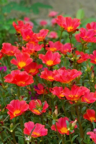Rote Portulaca-Blüten im Garten. — Stockfoto