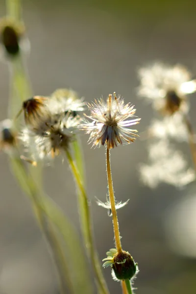 Zaden van tridax of wild daisy flower. — Stockfoto