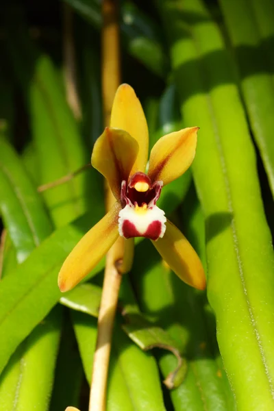 Beautiful orchid flower of Cymbidium finlaysonianum. — Stock Photo, Image