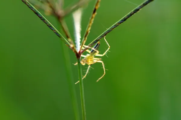 Malý pavouk na květ trávy. — Stock fotografie