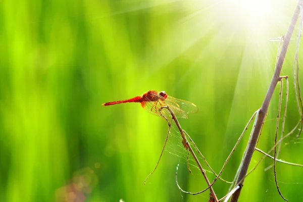 Libélula en los jardines botánicos . — Foto de Stock