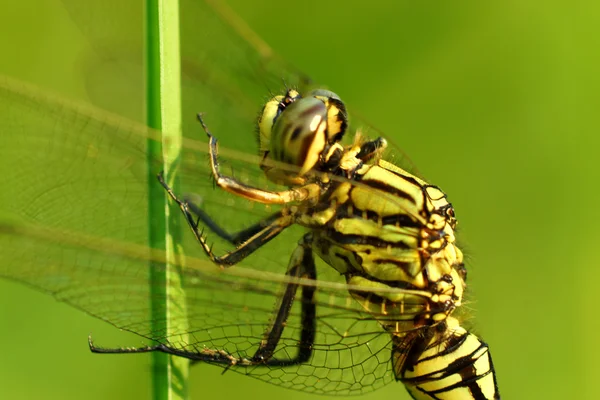 Dragonfly i botaniska trädgården. — Stockfoto