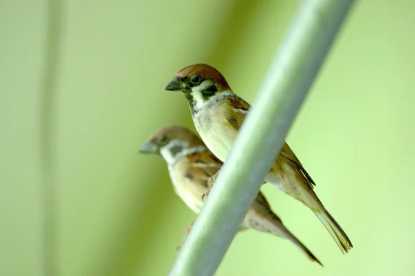 Zwei Vögel — Stockfoto