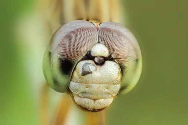 Cacing lacewing macan tutul — Stok Foto