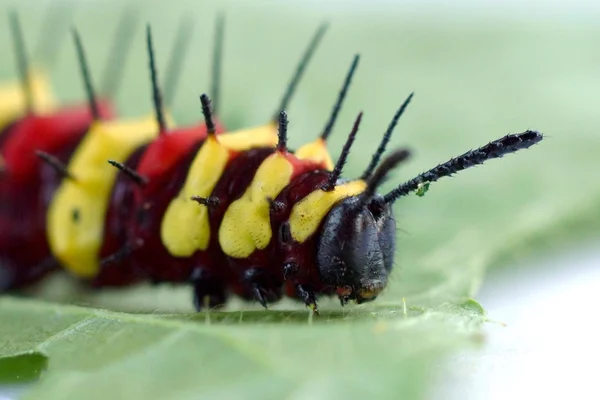 Leopar lacewing solucan — Stok fotoğraf