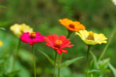 zinnia bloemen. (familie compositae)
