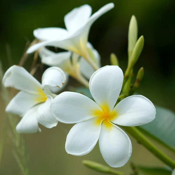 Flores de flores frangipani para su uso en el spa . —  Fotos de Stock