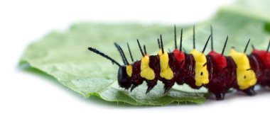 Leopar dantel (Cethosia siyane euanthes)