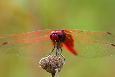 yusufçuk botanik bahçeleri.