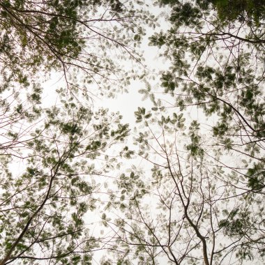 soyut ağaç gölgelik arka plan