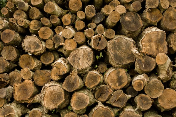 Stumps for making charcoal. — Stock Photo, Image
