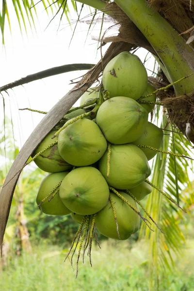 Bouquet de noix de coco fraîche sur l'arbre . — Photo