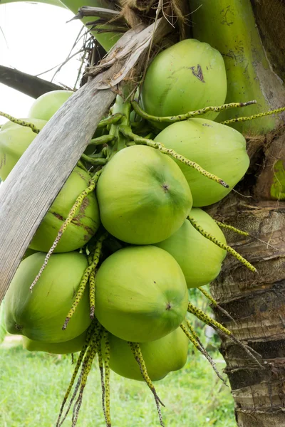 Bouquet de noix de coco fraîche sur l'arbre . — Photo