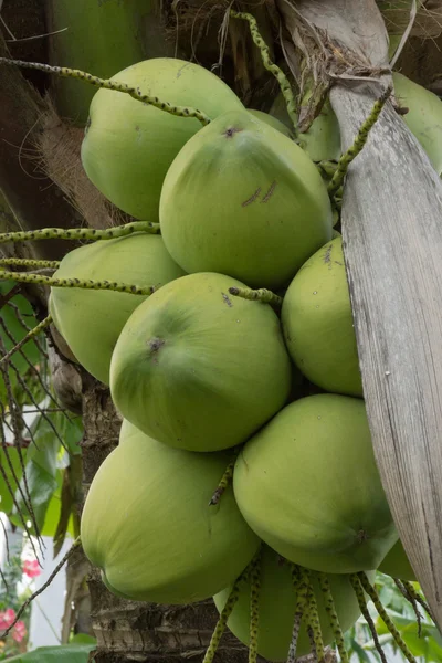 Profumo di cocco fresco sull'albero . — Foto Stock