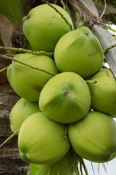 树上的新鲜椰子的花束. — 图库照片