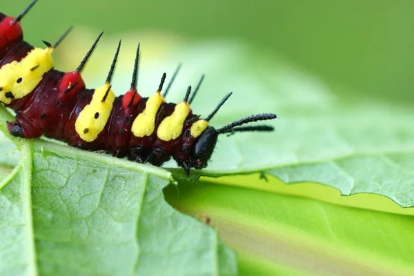 Δαντέλες λεοπάρδαλης (Cethosia cyane euanthes) — Φωτογραφία Αρχείου