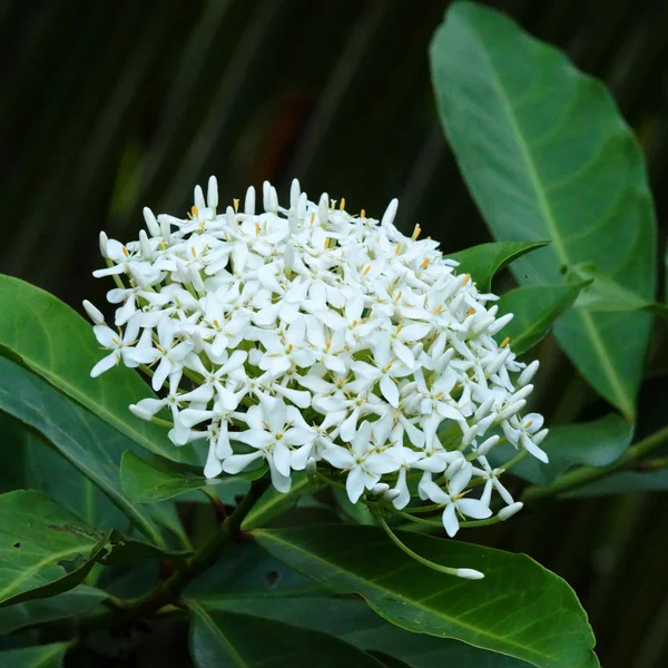 Very fragrant white flowers name Siamese white ixora. — Stock Photo, Image