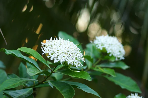 Very fragrant white flowers name Siamese white ixora. — Stock Photo, Image