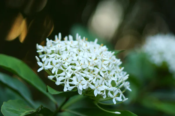 Очень ароматные белые цветы называют сиамские белые иксоры . — стоковое фото