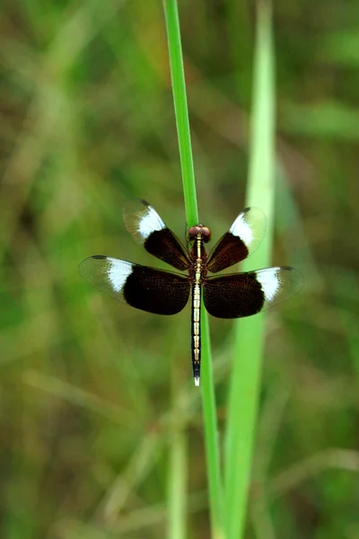 Dragonfly preto e branco nos jardins botânicos . — Fotografia de Stock