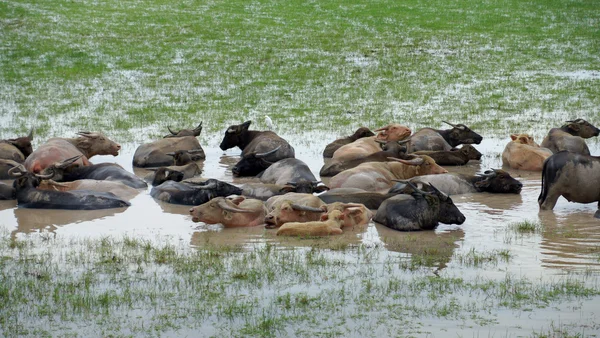 Water buffalo gras eten in een natuurbehoud. — Stockfoto