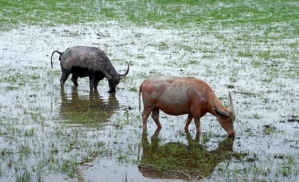 Water buffalo gras eten in een natuurbehoud. — Stockfoto