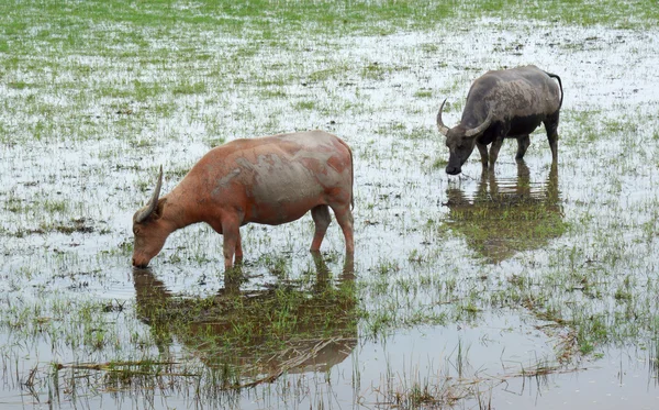 Acqua bufala mangiare erba in una conservazione della fauna selvatica . — Foto Stock