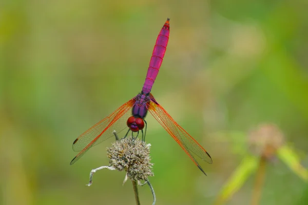 Libel in de botanische tuinen. — Stockfoto