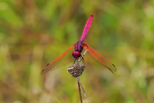 Libel in de botanische tuinen. — Stockfoto