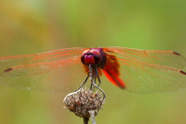 Libelle im botanischen Garten. — Stockfoto